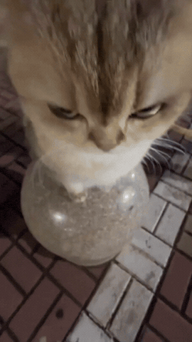 Cat GIF