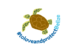 Turtle Belize Sticker by OceanaBelize