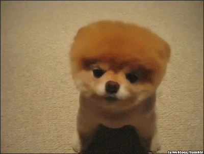 Boo The Dog - Get the best GIF on GIPHY