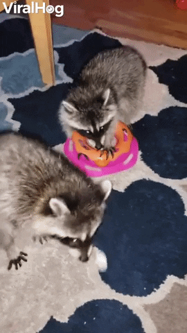 Raccoons On Rug Play With Toy GIF by ViralHog