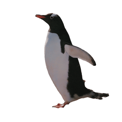 Penguin Running Sticker by PBS