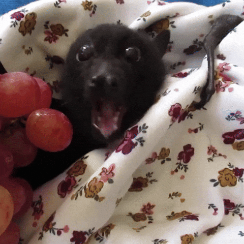 cute fruit bats gif