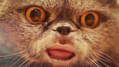 New trending GIF tagged cat reaction kitty salvador…