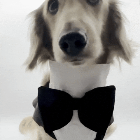 Dog Puppy GIF
