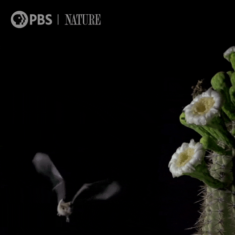 Bat GIF by Nature on PBS