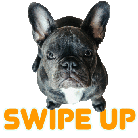 Frenchie Bulldog Store Sticker