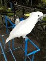 49+ Dancing Kakapo Gif PNG