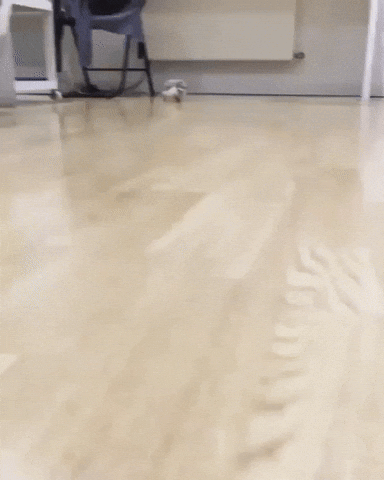 Video gif. A tiny little hedgehog scurries over to us on a wooden floor, its four legs moving so quickly and busily. Their little body quivers with movement and they slow to a stop as they finally reach us.