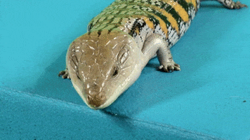 Lizard Ping GIF