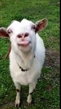 lick goats GIF