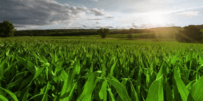 Spring Agriculture GIF by Legend Seeds