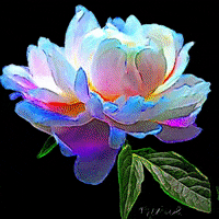 Flower GIF by Maryanne Chisholm - MCArtist