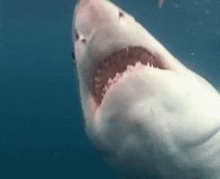 Discovery GIF by Shark Week