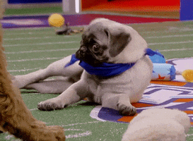Crazy Eyes What GIF by Puppy Bowl