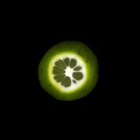Tsukimi GIFs - Get the best GIF on GIPHY