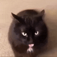 Cat Meme Sleep Gifs Get The Best Gif On Giphy Cat Meme Sleep Gifs Get The Best Gif On Giphy