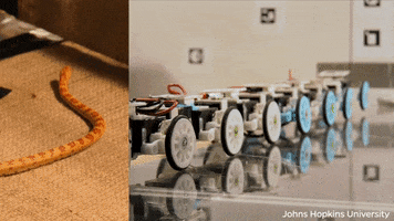 Robot Slither GIF by Johns Hopkins University