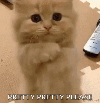 cat please GIF