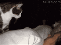 Discover 79+ waking up anime gif super hot - in.cdgdbentre