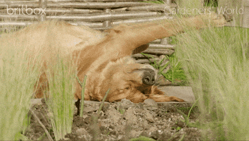 tired bbc GIF by britbox