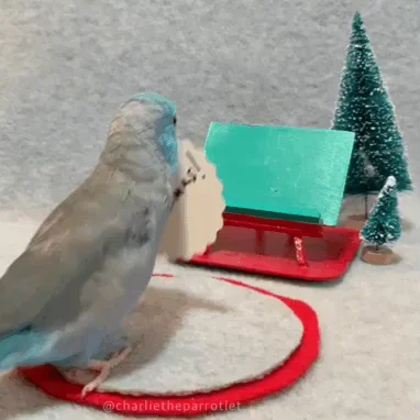 parrotletpost christmas merry christmas parrot birdie GIF