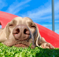 Summerdays Petparadise GIF by Superfit Foods