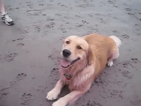 Tired Golden Retriever GIF - Find & Share on GIPHY