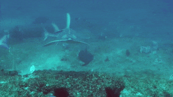 WeAreWater hello ocean shark greeting GIF