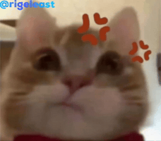 Cat GIF