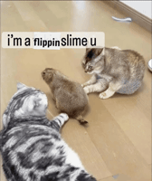 Mei Mei Cat GIF