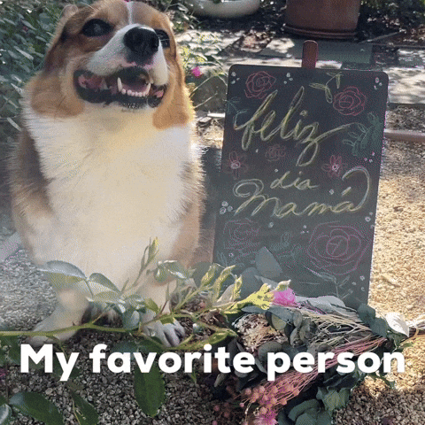 Dog Corgi GIF