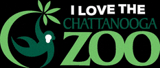 chattanoogazoo zoo chattanooga chattzoo chattanooga zoo GIF