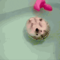 Whatsapp-status GIFs - Get the best GIF on GIPHY Whatsapp-status GIFs - Get the best GIF on GIPHY