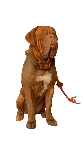 Dog Sticker