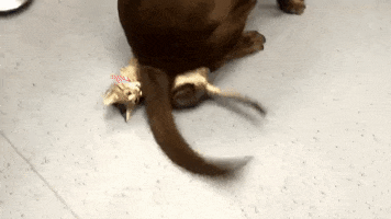 newsmagazin  GIF