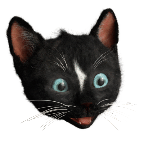 2. Funny Cat Memes Stickers