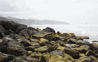 cannon beach GIF by hateplow