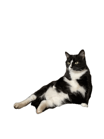 Animated Sticker
