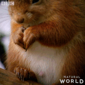 hungry squirrel GIF by BBC Earth