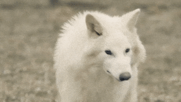 Wolf No GIF by Colossal