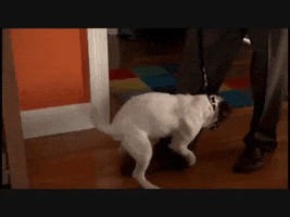 Uggie GIF
