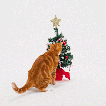 Christmas Tree Cat GIF by Petsure UK
