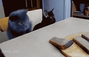 cat try again GIF