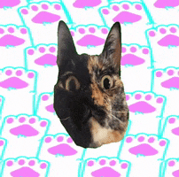 Cat Bounce GIF
