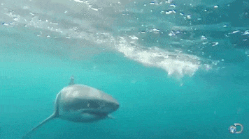 Shark Week Swim GIF by Discovery Europe