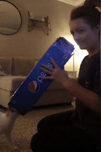 Video gif. A woman holds an empty Pepsi 12-pack box and looks into it as a cat pounces at her face through the box