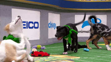dogs puppies GIF by Puppy Bowl