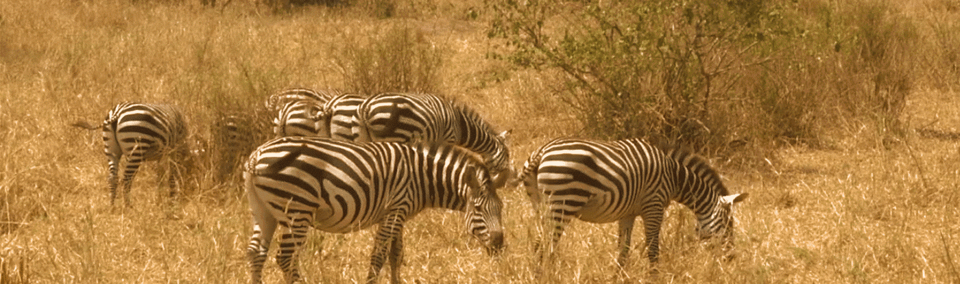 Image result for grazing  zebra gif