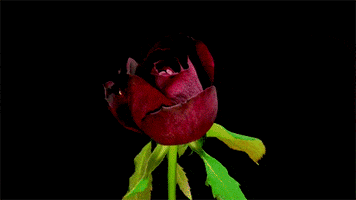 timelapse flowers GIF