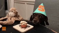 Good Boy Celebrates Turning Five